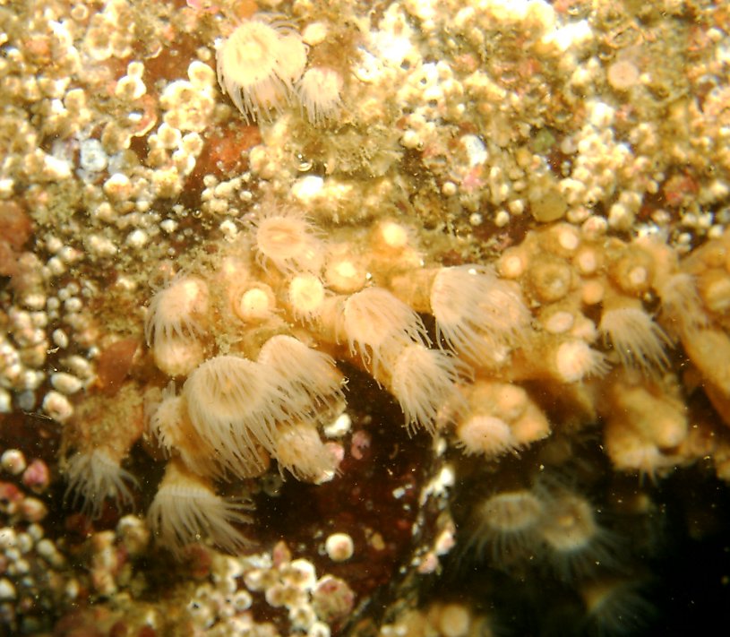 Epizoanthus scotinus